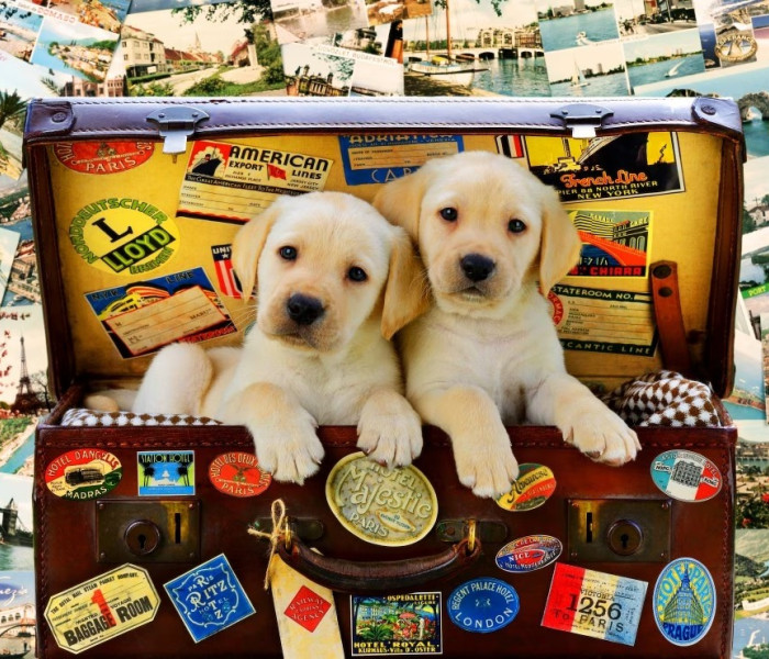 Puzzle - Bluebird - Dvaja malí cestovatelia