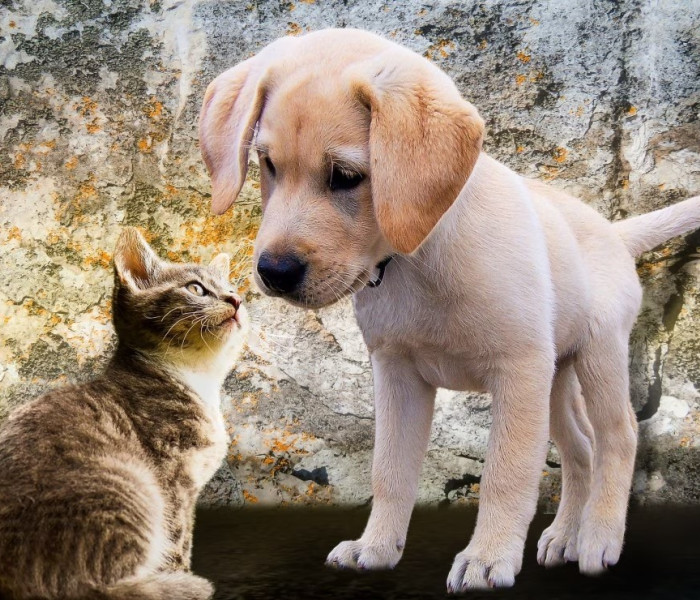 Puzzle - Bluebird - Mačiatko a šteňa