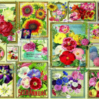 Puzzle - Bluebird - Obrázky kvetov