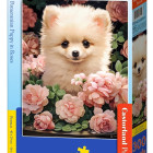 Puzzle - Castorland - Šteniatko Pomeranian v ružiach