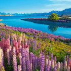 Puzzle - Castorland - Jazero Tekapo, Nový Zéland