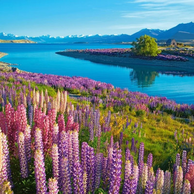 Jazero Tekapo, Nový Zéland