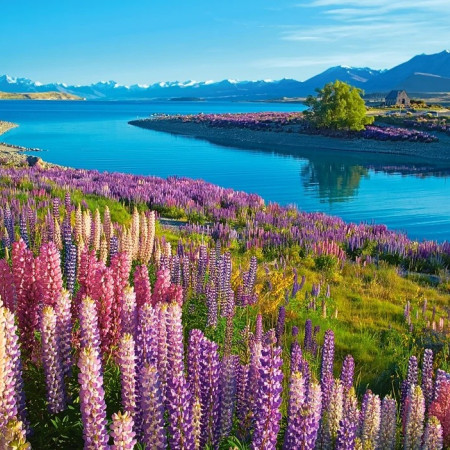Jazero Tekapo, Nový Zéland