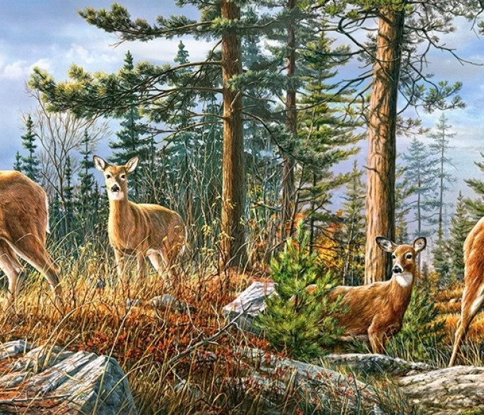 Puzzle - Castorland - Kráľovská rodina jeleňov