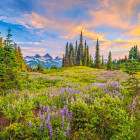 Puzzle - Castorland - Kvety rána