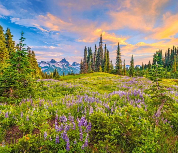 Puzzle - Castorland - Kvety rána