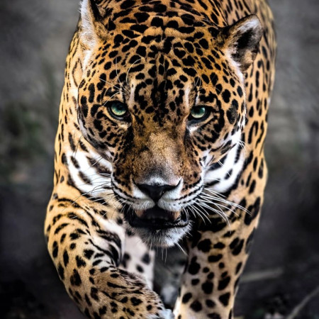 Kráčajúci jaguár