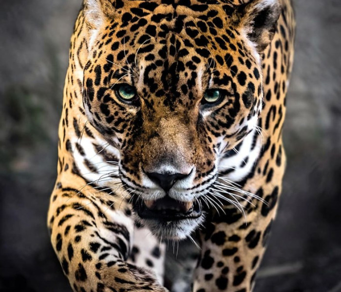 Puzzle - Clementoni - Kráčajúci jaguár