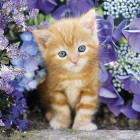 Puzzle - Clementoni - Ryšavé mačiatko medzi kvetinami