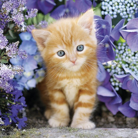 Ryšavé mačiatko medzi kvetinami