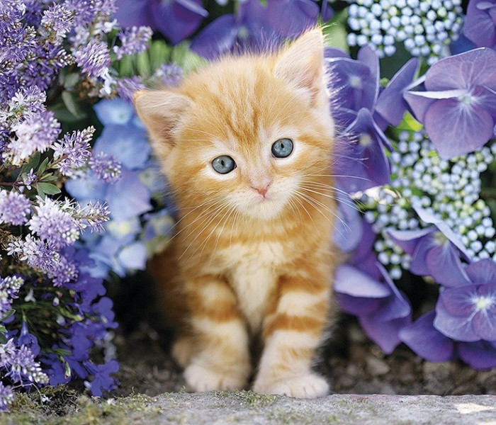 Puzzle - Clementoni - Ryšavé mačiatko medzi kvetinami