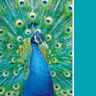 Puzzle - Clementoni - Tyrkysový páv