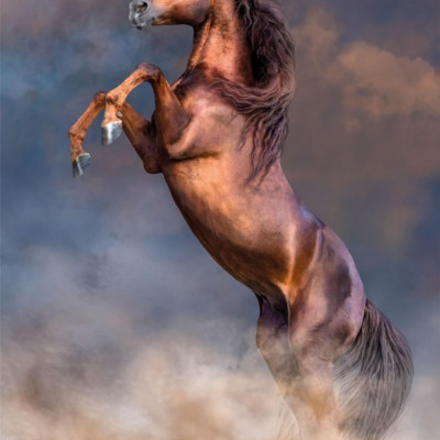 Veľký červený žrebec