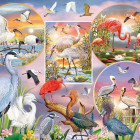 Puzzle - Cobble Hill - Očarujúce vodné vtáky