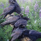 Puzzle - Cobble Hill - Shledání havranů