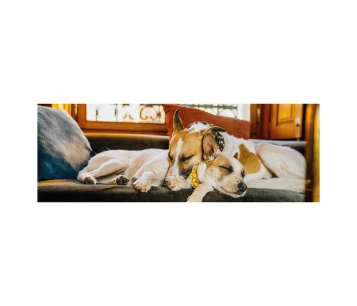 Puzzle - Dino - Gump na kanapie