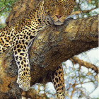 Puzzle - Dino - Leopard