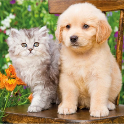 Psík a mačička na záhrade