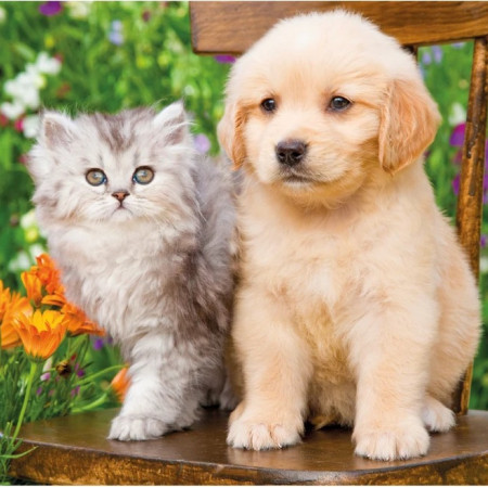 Psík a mačička na záhrade