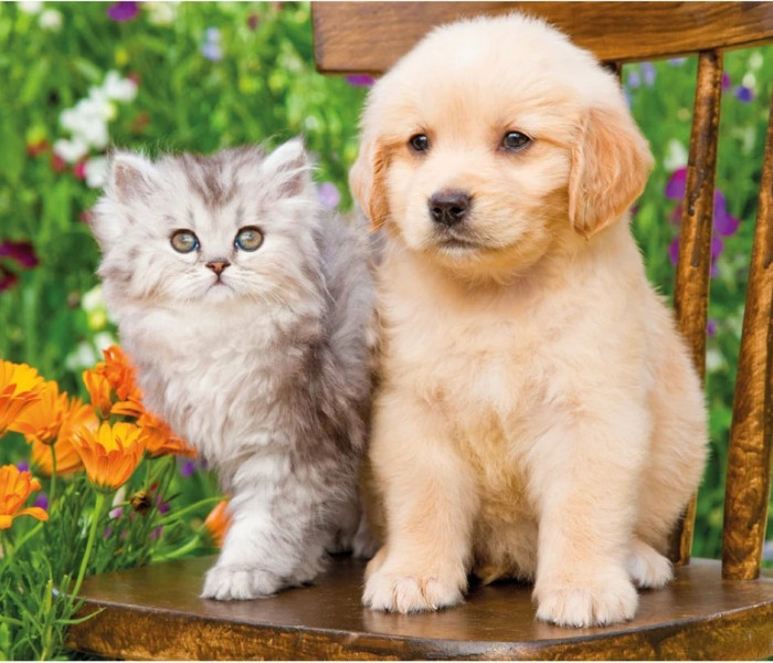 Puzzle - Dino - Psík a mačička na záhrade