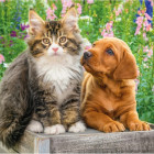 Puzzle - Dino - Psík a mačička na záhrade