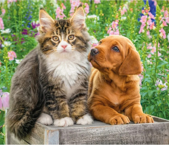 Puzzle - Dino - Psík a mačička na záhrade