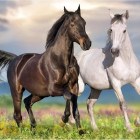 Puzzle - Dino - Zamilované kone