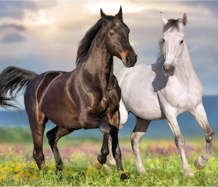 Puzzle - Dino - Zamilované kone