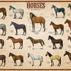 Puzzle - Eurographics - Kone