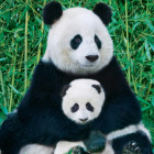 Puzzle - Eurographics - Panda a mláďa