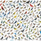 Puzzle - Eurographics - Lumea păsărilor