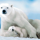 Puzzle - Eurographics - Urs polar
