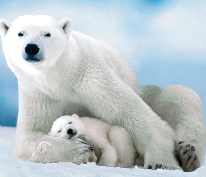 Puzzle - Eurographics - Urs polar