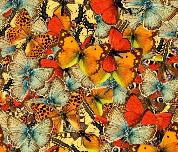 Puzzle - Grafika - Hejno motýlů