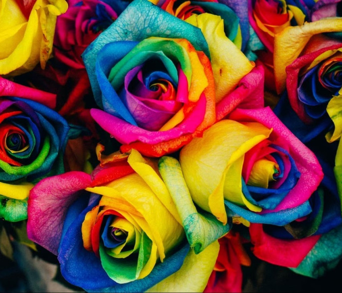 Puzzle - Grafika - Růže