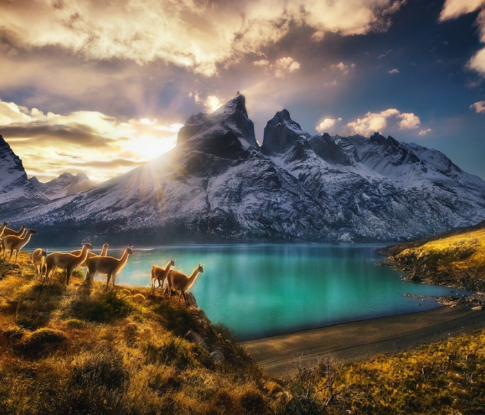 Puzzle - Heye - Guanako