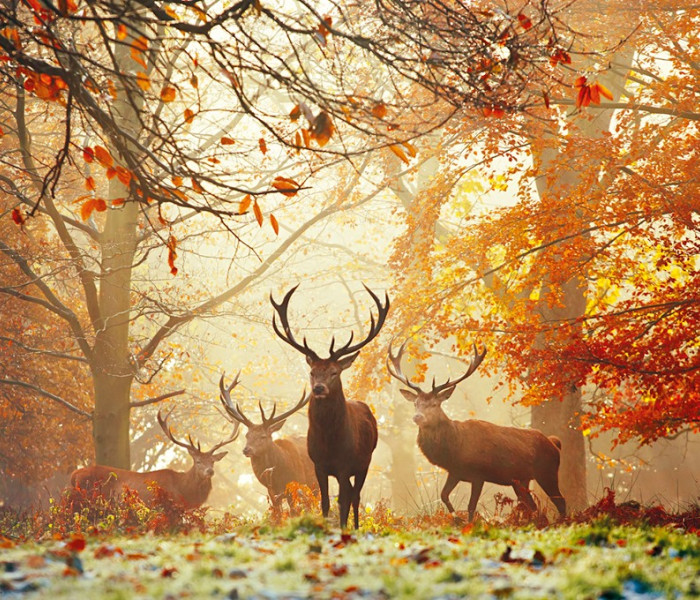 Puzzle - Heye - Jelene