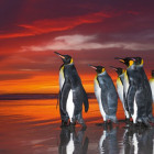 Puzzle - Heye - Kráľovské tučniaky - Panoramatické puzzle