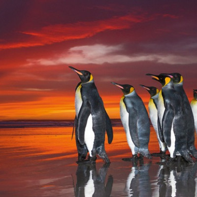 Kráľovské tučniaky - Panoramatické puzzle