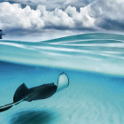 Puzzle - Heye - Raja - Panoramatické puzzle