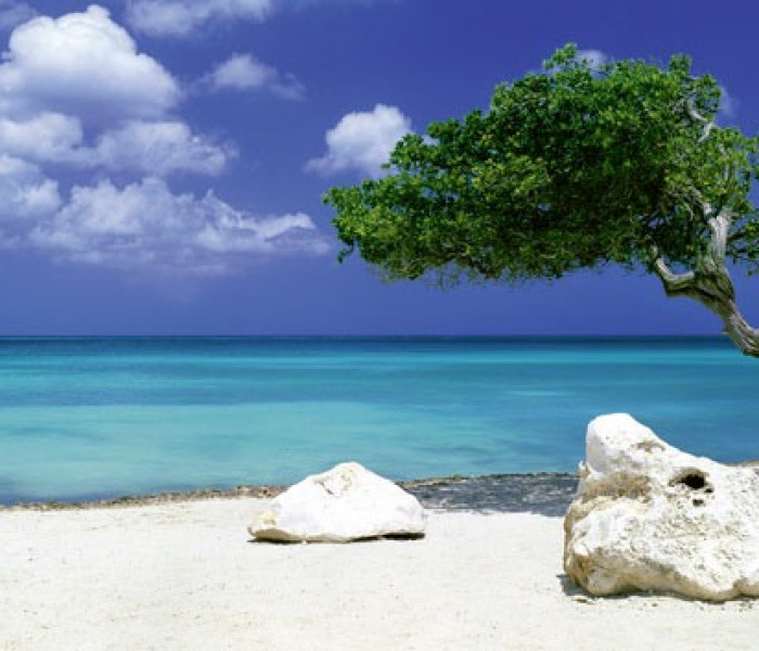 Puzzle - Heye - Drzewo na plaży - Puzzle Panoramiczne