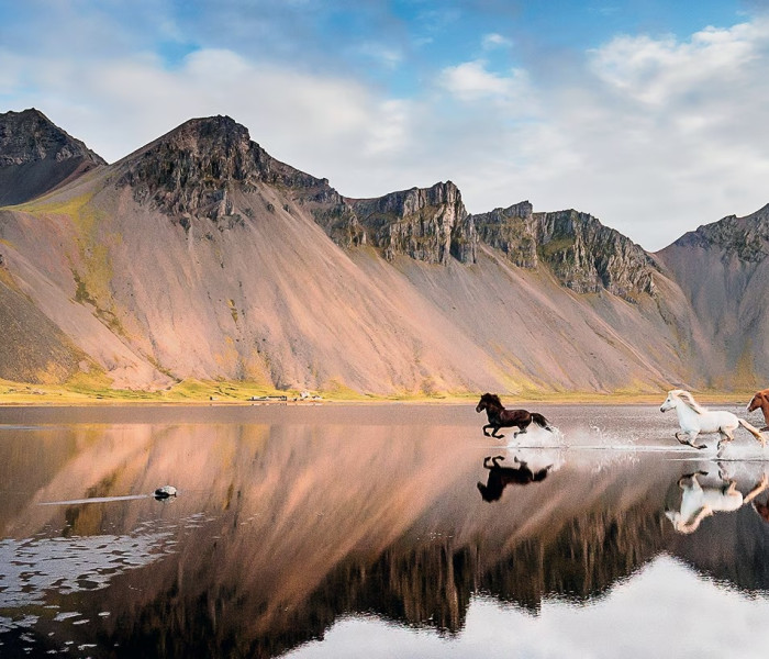 Puzzle - Heye - Islandské kone - Panoramatické puzzle