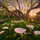 Puzzle - Heye - Kornútovka africká