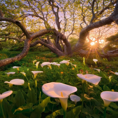 Kornútovka africká