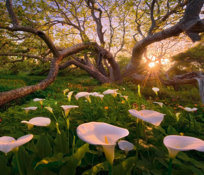 Puzzle - Heye - Kornútovka africká