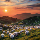 Puzzle - Heye - Juhok és vulkánok