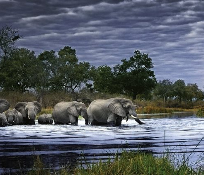 Puzzle - Heye - Slonie stádo - Panoramatické puzzle