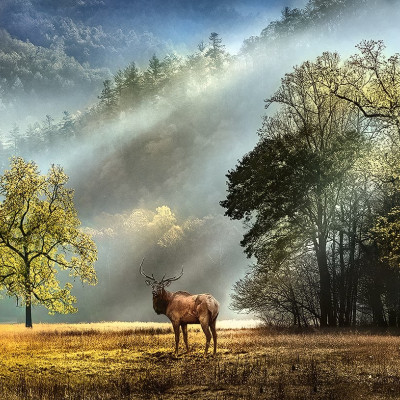 Salut matinal - Puzzle panoramic