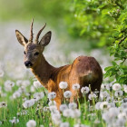 Puzzle - Heye - Căprior