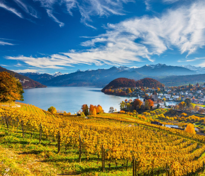 Puzzle - Schmidt - Vinice